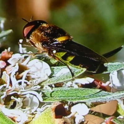 Odontomyia hunteri (Soldier fly) at Queanbeyan West, NSW - 5 Jan 2023 by Paul4K