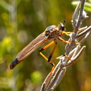 Asilidae (family) at Sassafras, NSW - suppressed