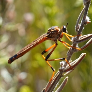 Asilidae (family) at Sassafras, NSW - suppressed