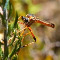 Asilidae (family) at Sassafras, NSW - suppressed