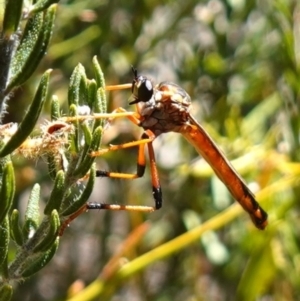 Asilidae (family) at Sassafras, NSW - suppressed