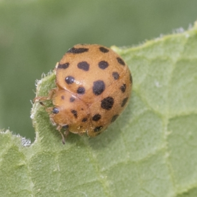 Epilachna sumbana (A Leaf-eating Ladybird) at Higgins, ACT - 6 Jan 2023 by AlisonMilton