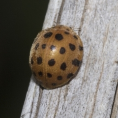 Epilachna sumbana at Higgins, ACT - 6 Jan 2023 09:25 AM