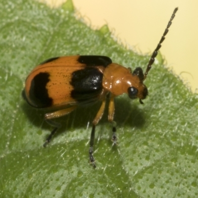 Aulacophora hilaris (Pumpkin Beetle) at Higgins, ACT - 5 Jan 2023 by AlisonMilton
