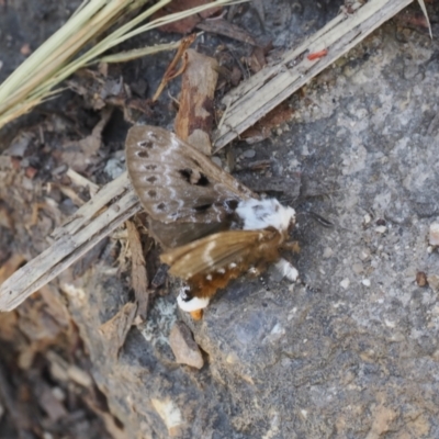 Genduara punctigera (Spotted Clear Winged Snout Moth) at Paddys River, ACT - 3 Jan 2023 by RAllen