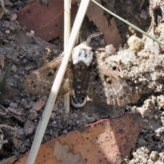 Genduara punctigera at Paddys River, ACT - 3 Jan 2023 10:23 AM