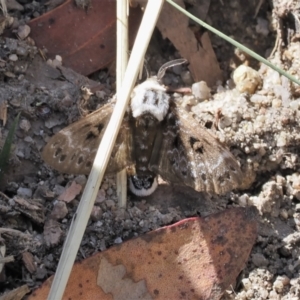 Genduara punctigera at Paddys River, ACT - 3 Jan 2023 10:23 AM