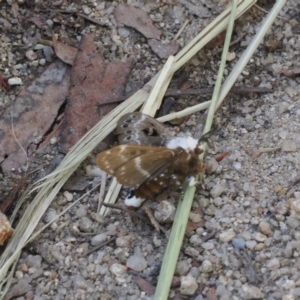 Genduara punctigera at Paddys River, ACT - 3 Jan 2023 10:23 AM