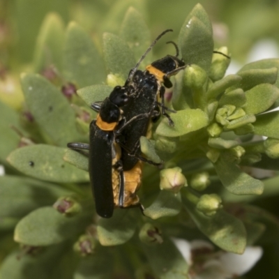 Chauliognathus lugubris (Plague Soldier Beetle) at Higgins, ACT - 6 Jan 2023 by AlisonMilton