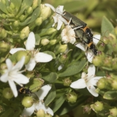 Chauliognathus lugubris at Higgins, ACT - 6 Jan 2023