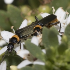 Chauliognathus lugubris at Higgins, ACT - 6 Jan 2023