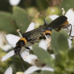 Chauliognathus lugubris at Higgins, ACT - 6 Jan 2023