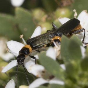 Chauliognathus lugubris at Higgins, ACT - 6 Jan 2023 10:12 AM