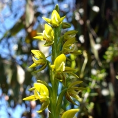 Prasophyllum flavum (Yellow Leek Orchid) at Sassafras, NSW - 28 Dec 2022 by RobG1