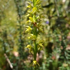 Prasophyllum flavum at Sassafras, NSW - suppressed