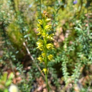 Prasophyllum flavum at Sassafras, NSW - suppressed