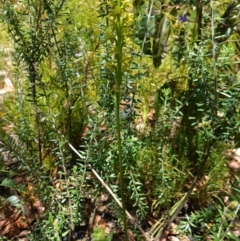 Prasophyllum flavum at Sassafras, NSW - suppressed