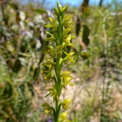 Prasophyllum flavum at Sassafras, NSW - suppressed