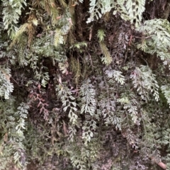 Hymenophyllum cupressiforme (Common Filmy Fern) at Upper Kangaroo Valley - 4 Jan 2023 by ESP
