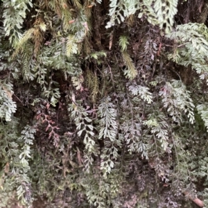 Hymenophyllum cupressiforme at Upper Kangaroo Valley, NSW - 4 Jan 2023