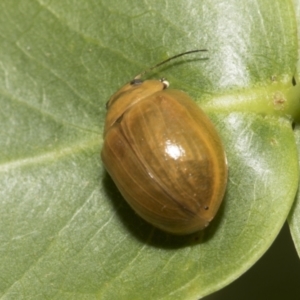 Paropsisterna cloelia at Higgins, ACT - 6 Jan 2023