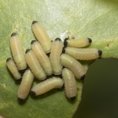 Paropsisterna cloelia at Higgins, ACT - 6 Jan 2023 10:03 AM