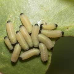 Paropsisterna cloelia at Higgins, ACT - 6 Jan 2023