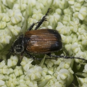 Phyllotocus navicularis at Higgins, ACT - 6 Jan 2023 10:08 AM