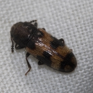 Erotylidae sp. (family) at Higgins, ACT - 30 Dec 2022