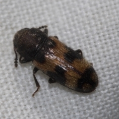Erotylidae sp. (family) (Fungus beetle) at Higgins, ACT - 29 Dec 2022 by AlisonMilton