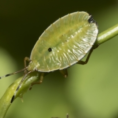 Musgraveia sulciventris (Bronze Orange Bug) at Higgins, ACT - 5 Jan 2023 by AlisonMilton