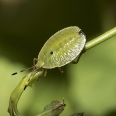 Musgraveia sulciventris at Higgins, ACT - 6 Jan 2023 10:00 AM