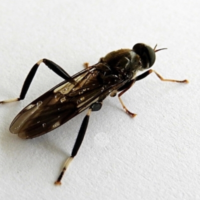 Exaireta spinigera (Garden Soldier Fly) at Crooked Corner, NSW - 5 Jan 2023 by Milly