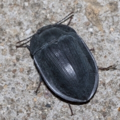 Pterohelaeus piceus (Pie-dish beetle) at Higgins, ACT - 3 Jan 2023 by AlisonMilton
