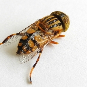 Eristalinus punctulatus at Crooked Corner, NSW - 6 Jan 2023 08:26 AM