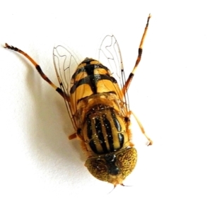 Eristalinus punctulatus at Crooked Corner, NSW - 6 Jan 2023 08:26 AM