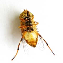 Eristalinus punctulatus at Crooked Corner, NSW - 6 Jan 2023