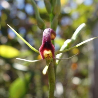 Cryptostylis leptochila (Small Tongue Orchid) at Morton National Park - 28 Dec 2022 by RobG1