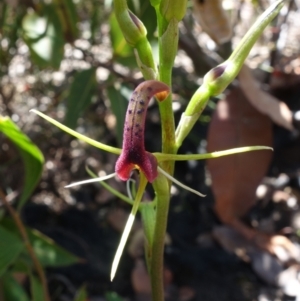 Cryptostylis leptochila at Boolijah, NSW - suppressed