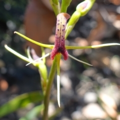 Cryptostylis leptochila at Boolijah, NSW - suppressed