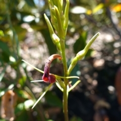 Cryptostylis leptochila at Boolijah, NSW - suppressed