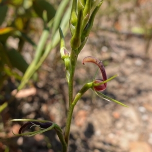 Cryptostylis leptochila at Boolijah, NSW - suppressed