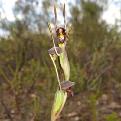 Orthoceras strictum (Horned Orchid) at Vincentia, NSW - 31 Dec 2022 by RobG1