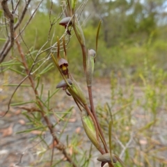 Orthoceras strictum at Vincentia, NSW - suppressed