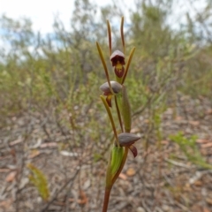 Orthoceras strictum at Vincentia, NSW - suppressed