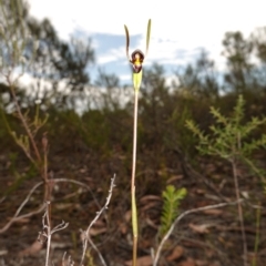 Orthoceras strictum at Vincentia, NSW - suppressed