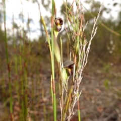 Orthoceras strictum at Vincentia, NSW - 31 Dec 2022