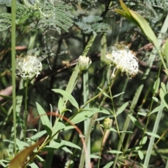 Pimelea treyvaudii (Grey Riceflower) at Gibraltar Pines - 2 Jan 2023 by RAllen