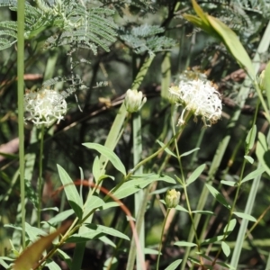 Pimelea treyvaudii at Paddys River, ACT - 3 Jan 2023