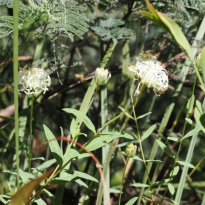 Pimelea treyvaudii (Grey Riceflower) at Paddys River, ACT - 2 Jan 2023 by RAllen